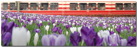 tram